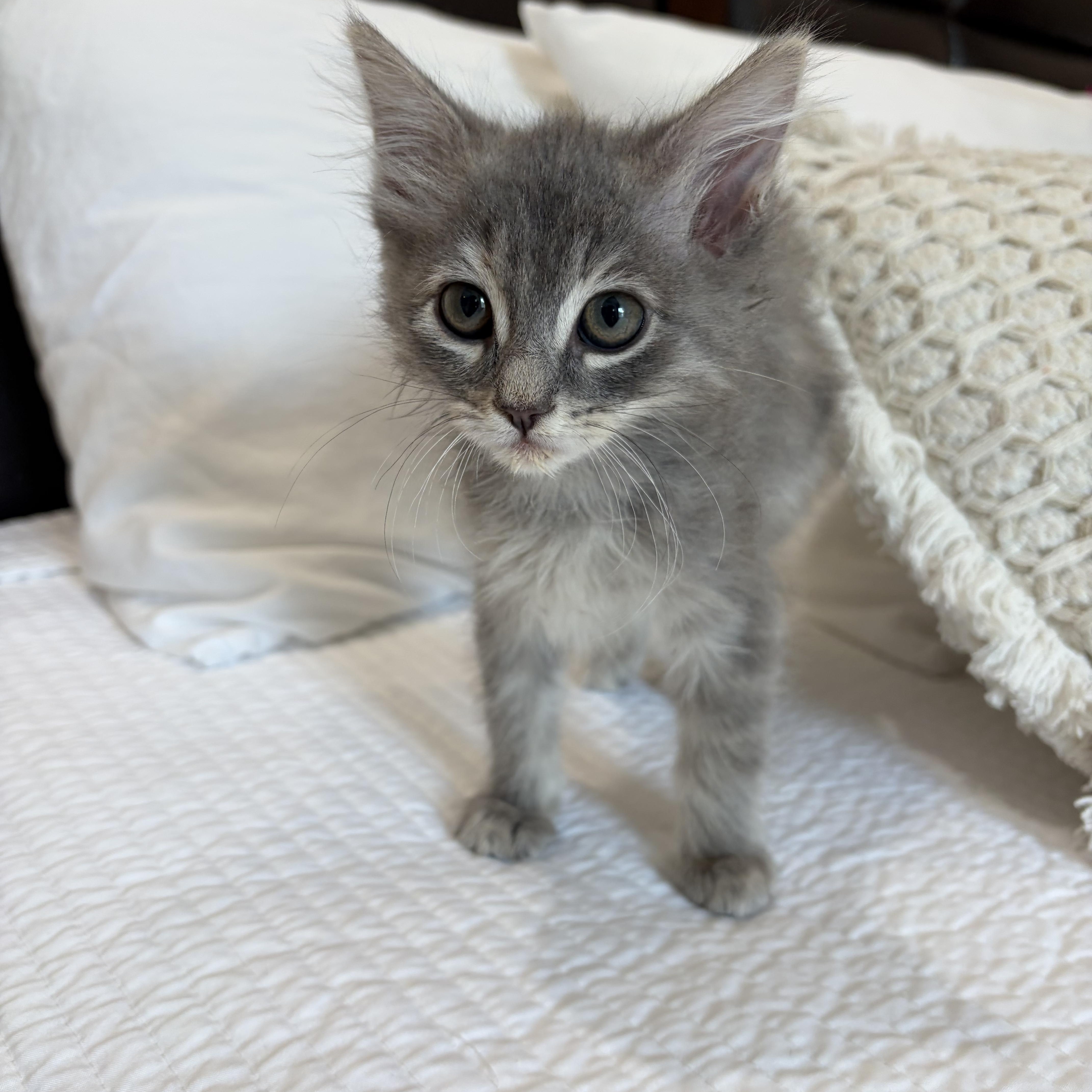 Carmina, adopted, Kitten Female Tiger & Domestic Medium Hair.