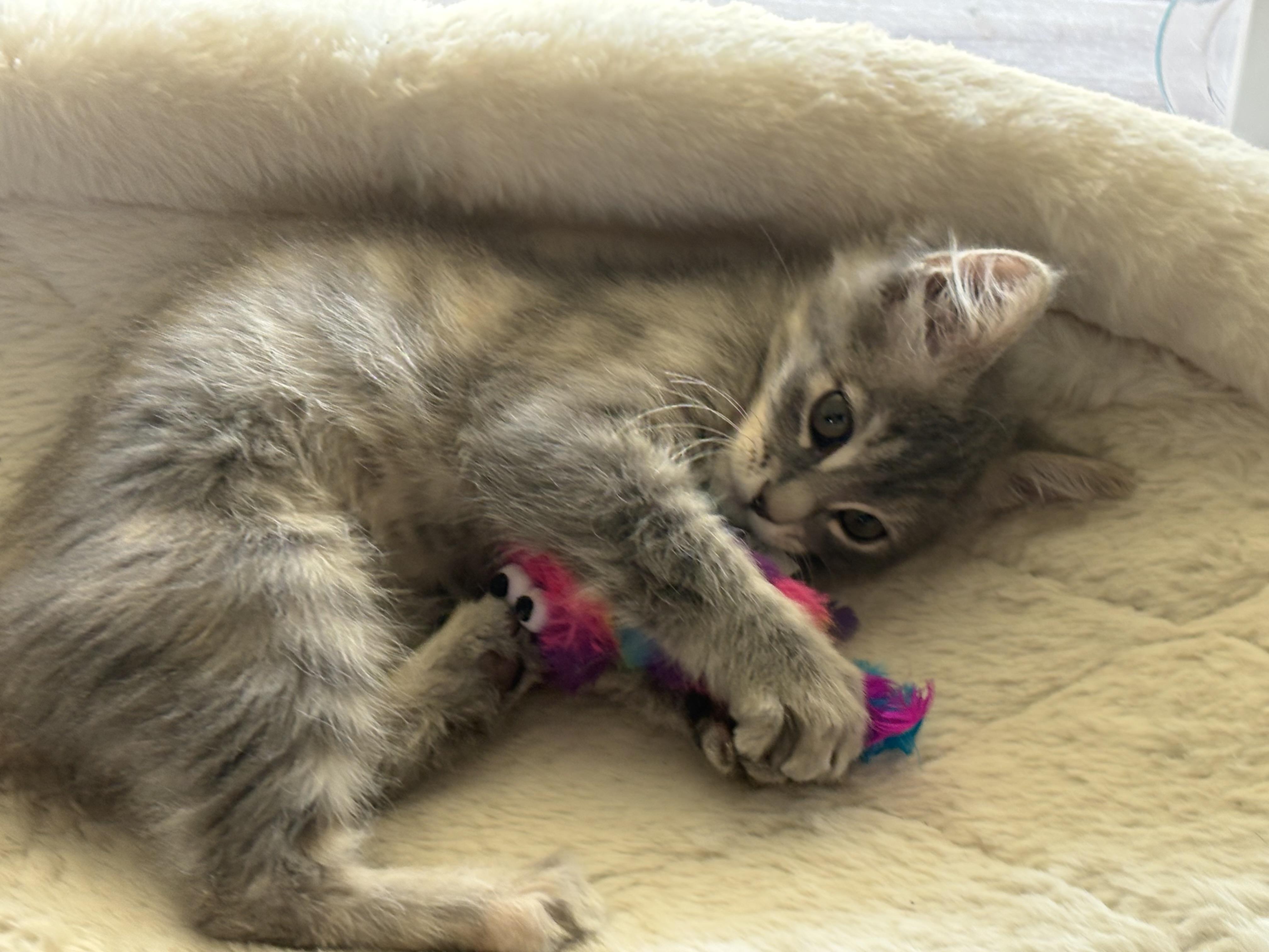 Carmina, an adopted mixed breed in Poway, CA image 4/4