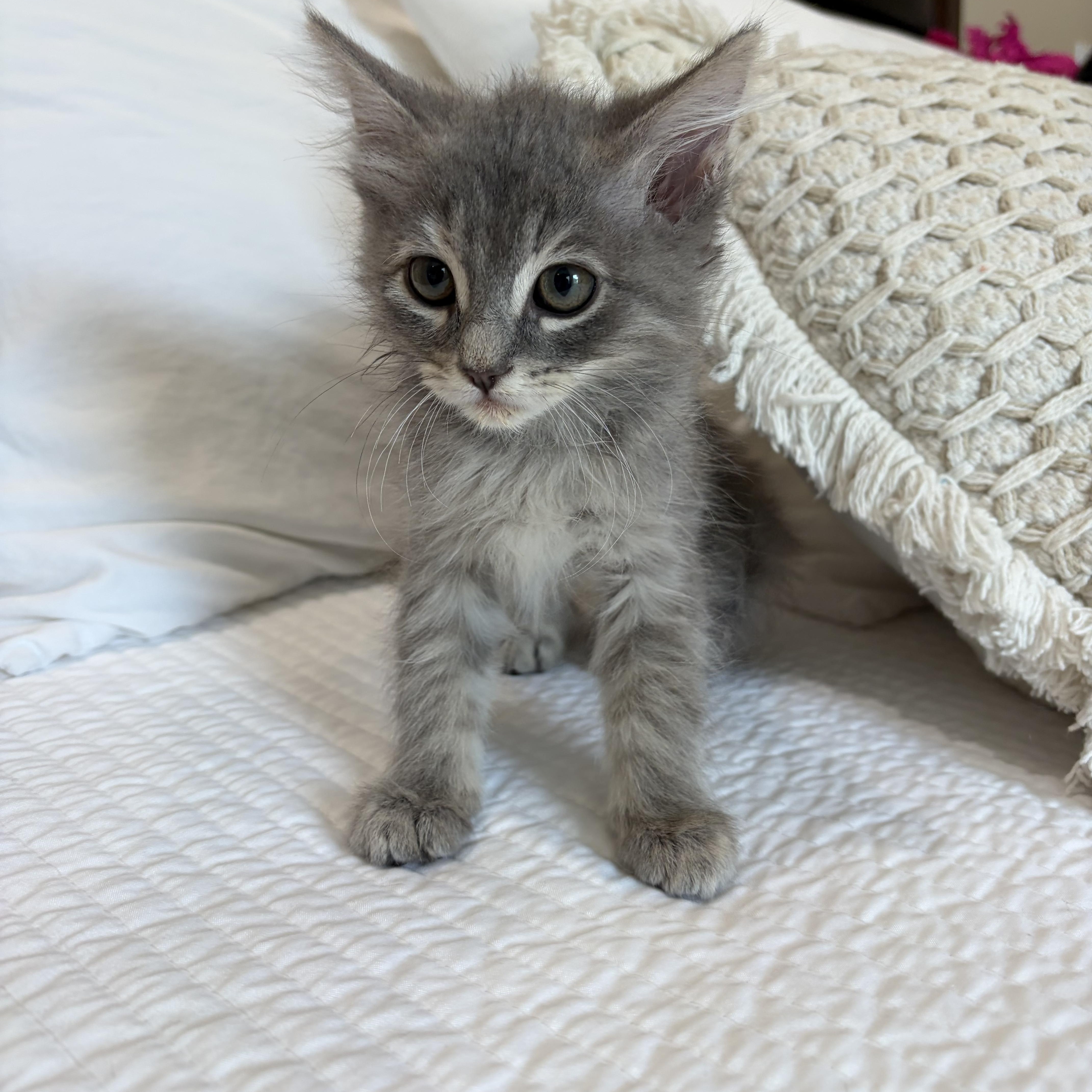 Carmina, an adopted mixed breed in Poway, CA image 3/4