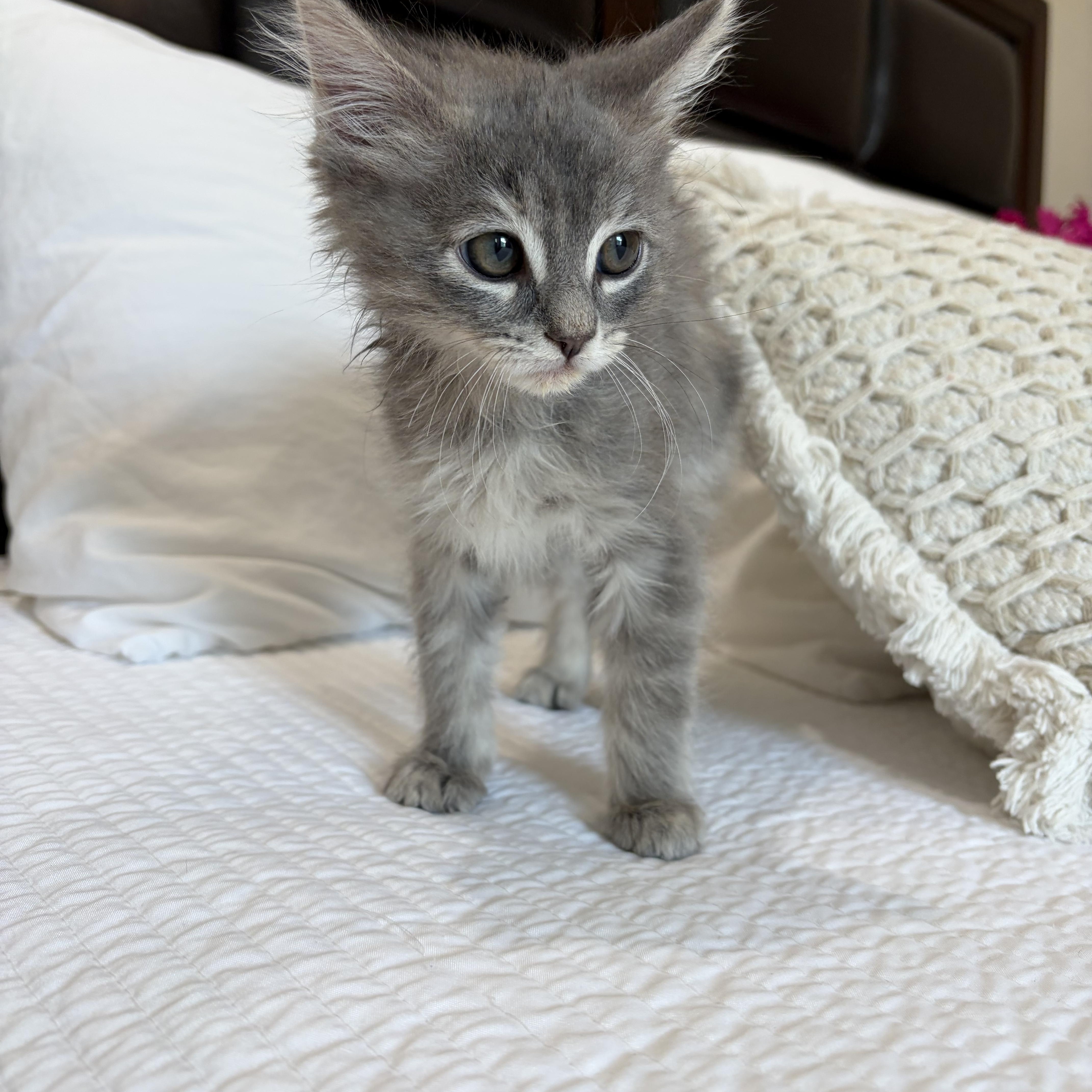 Carmina, an adopted mixed breed in Poway, CA image 2/4