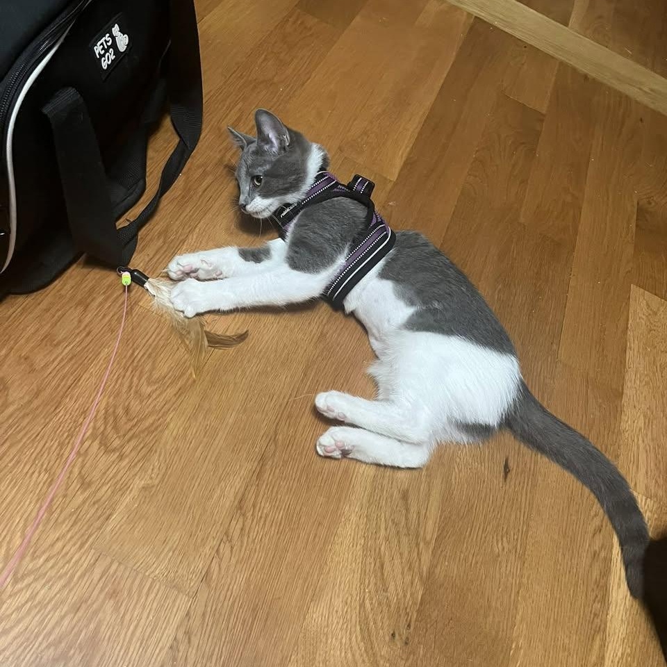 Enlarge Sweetpea, a Adoptable Domestic Short Hair in Lemont, IL image 5/5