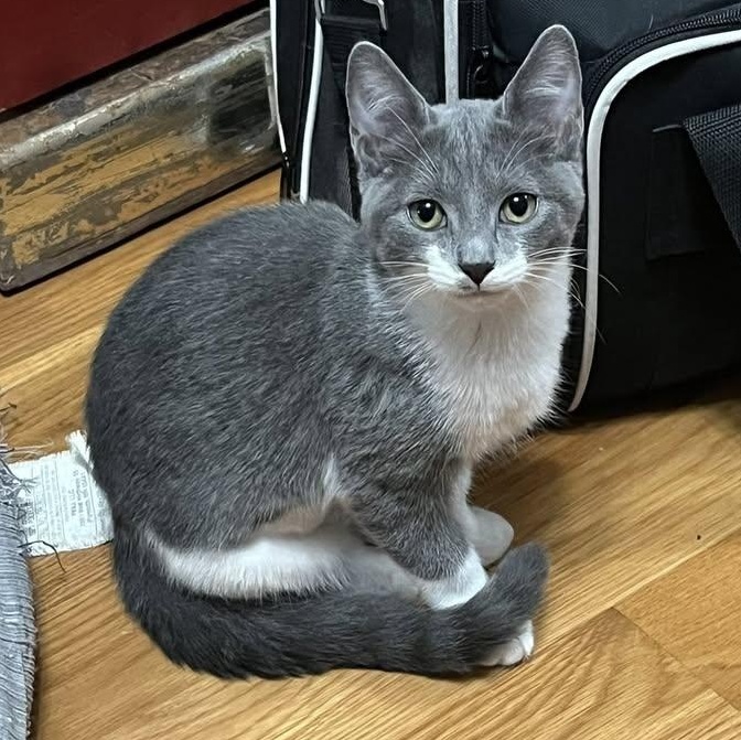 Enlarge Sweetpea, a Adoptable Domestic Short Hair in Lemont, IL image 1/5