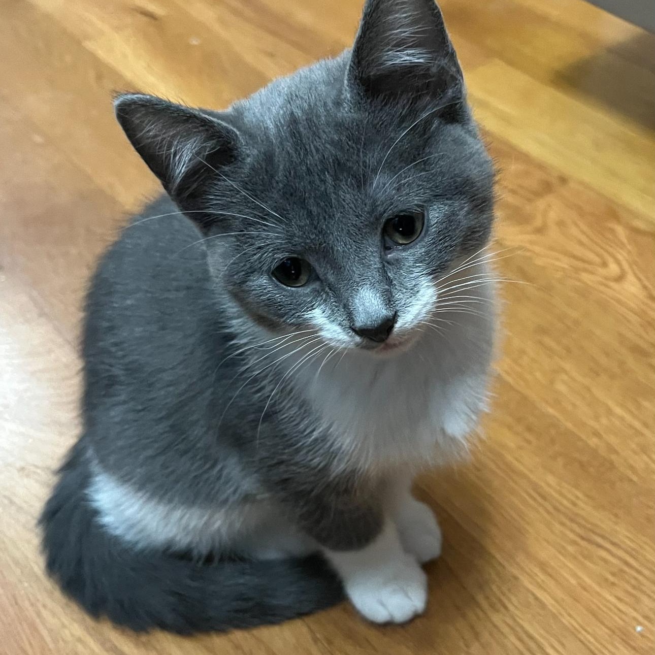 Enlarge Sweetpea, a Adoptable Domestic Short Hair in Lemont, IL image 4/5