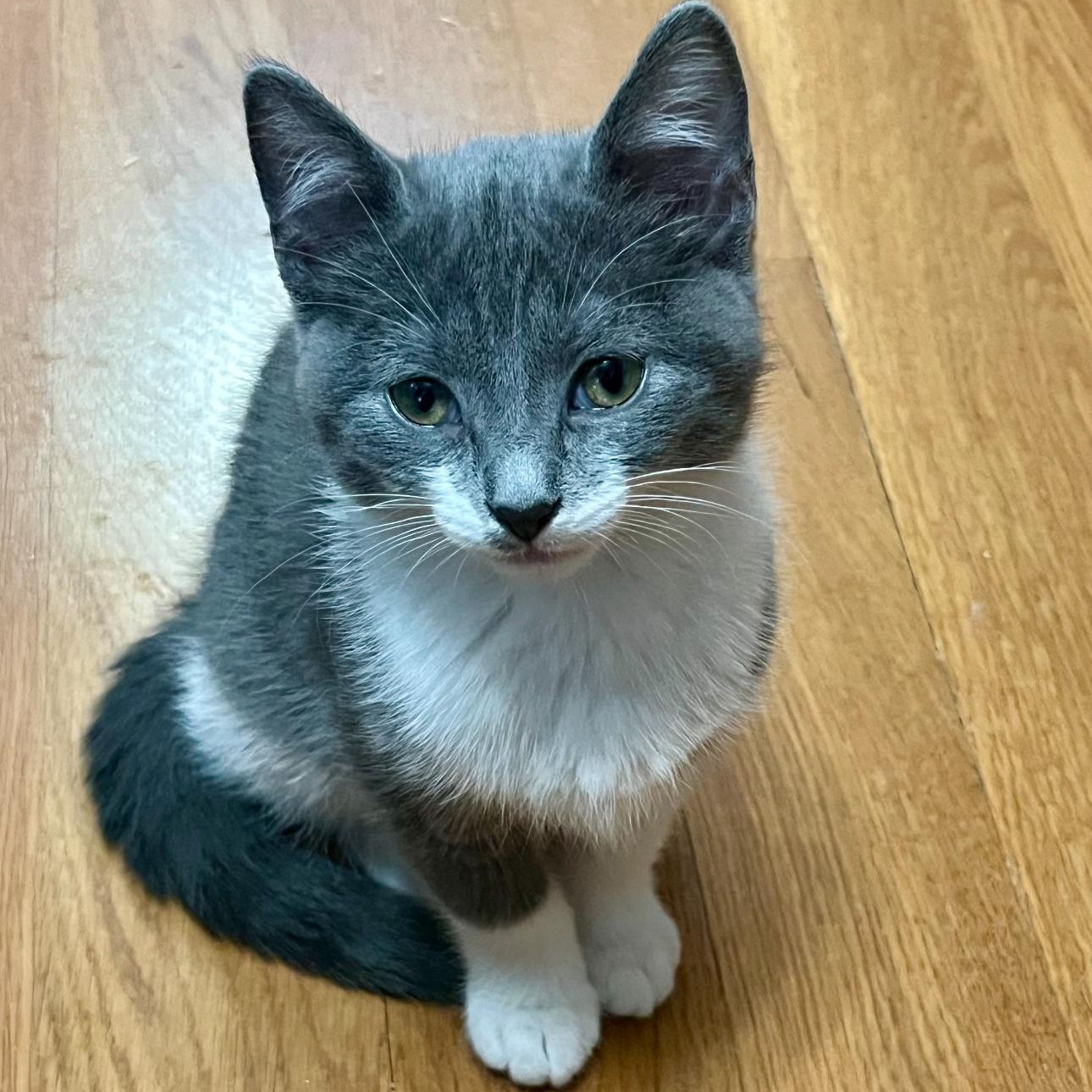 Enlarge Sweetpea, a Adoptable Domestic Short Hair in Lemont, IL image 3/5