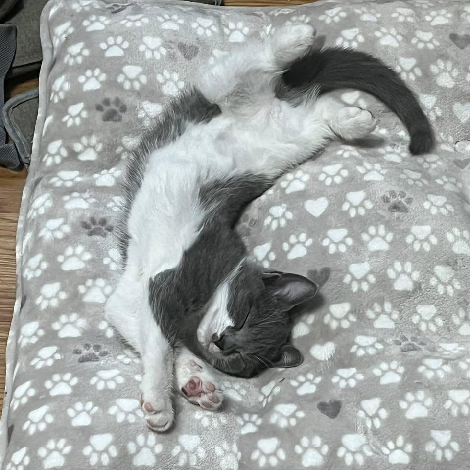 Enlarge Sweetpea, a Adoptable Domestic Short Hair in Lemont, IL image 2/5