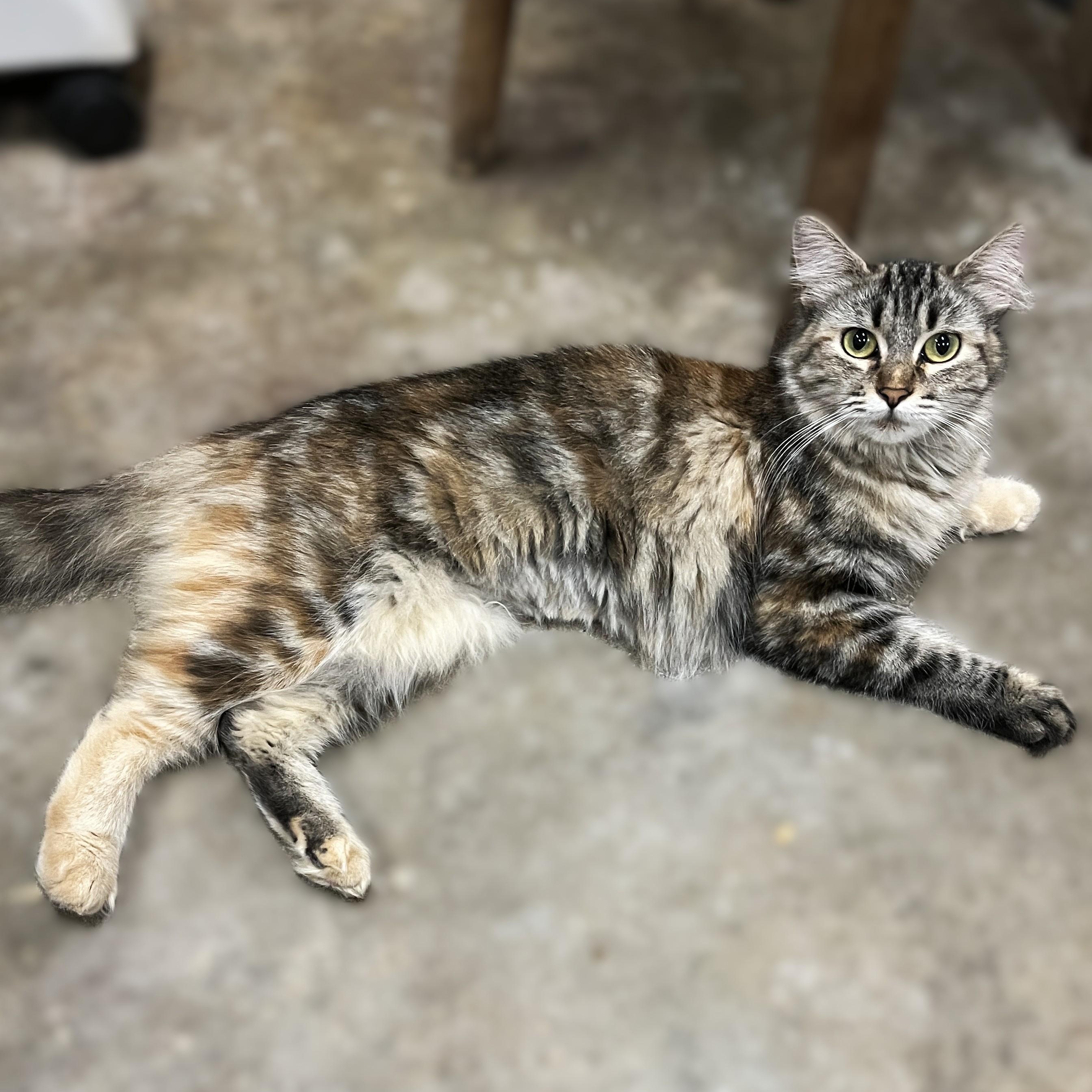 Willow, Adoptable, Young Female Domestic Medium Hair.