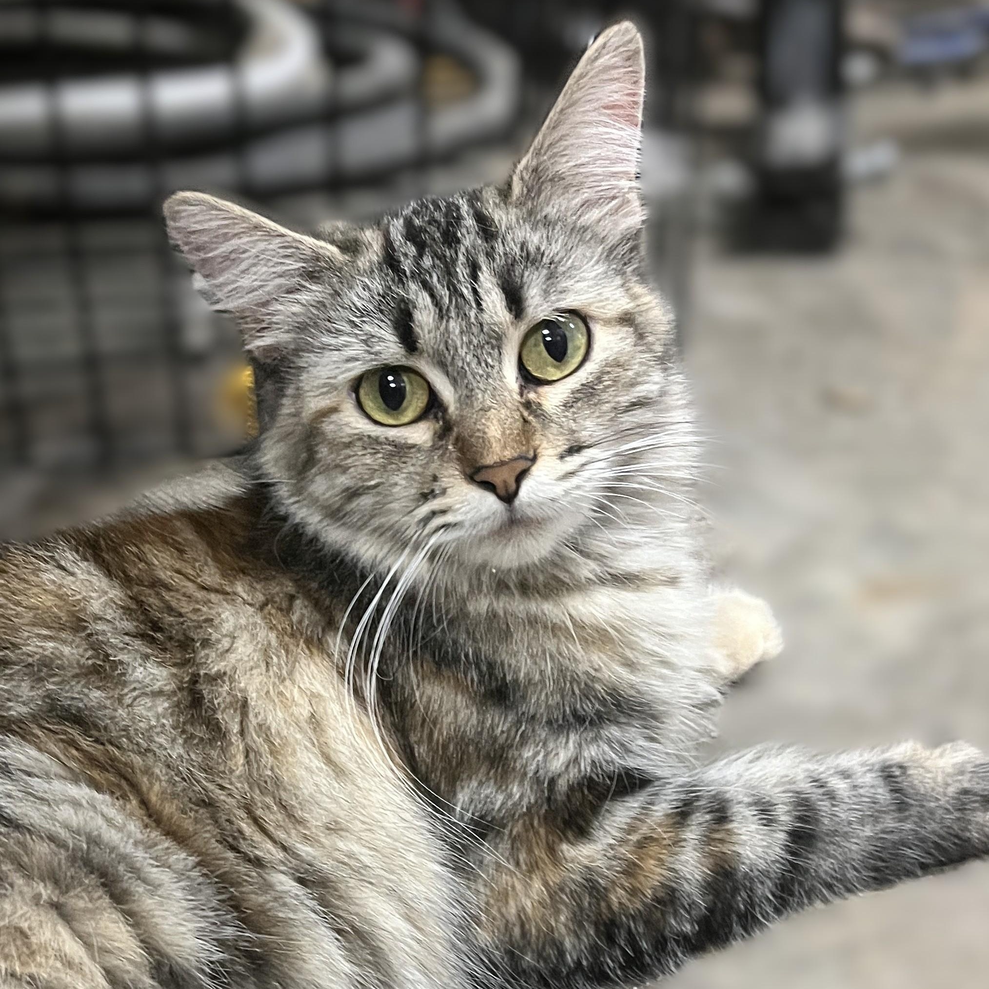 Willow, Adoptable, Young Female Domestic Medium Hair.