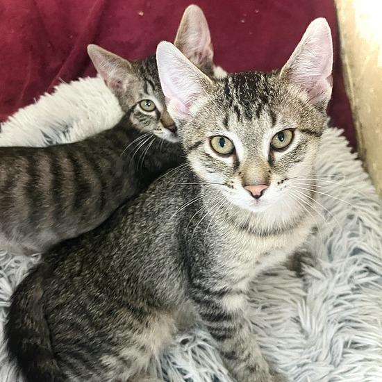 Laffy Taffy, Adoptable, Kitten Male Domestic Short Hair.