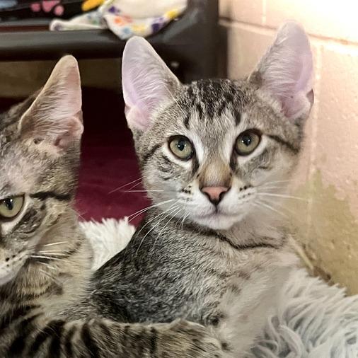 Laffy Taffy, a Adoptable Domestic Short Hair in Owosso, MI image 2/2