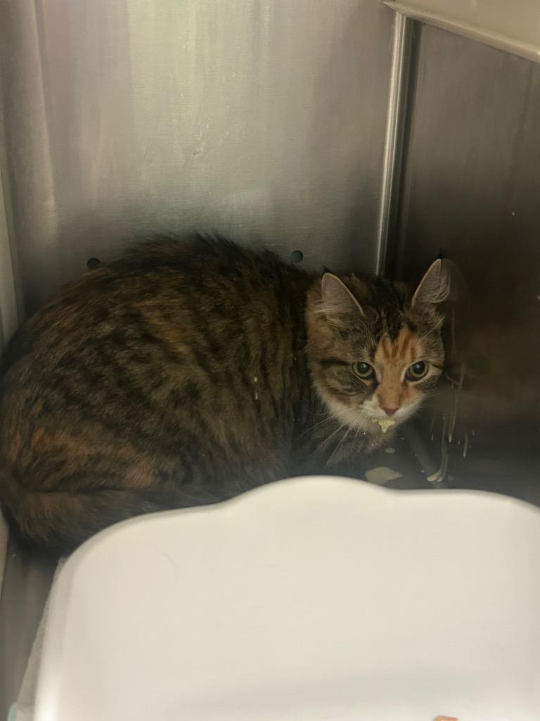 Enlarge Mariah Carey, a Adoptable mixed breed in Morgantown, KY image 1/1