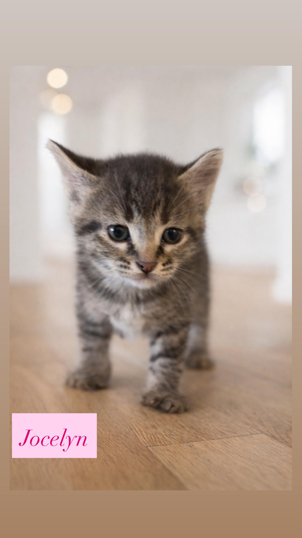 Enlarge Jocelyn , a ADOPTABLE Domestic Short Hair in Crown Point, IN image 1/1