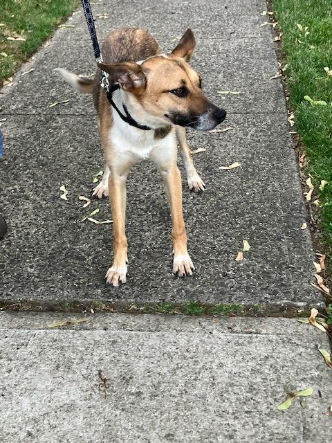 Enlarge Kelly, an adopted mixed breed in Manhasset, NY image 6/6