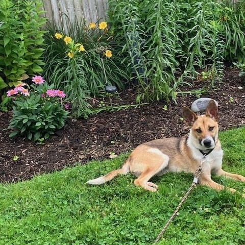 Enlarge Kelly, an adopted mixed breed in Manhasset, NY image 1/6