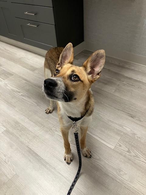 Enlarge Kelly, an adopted mixed breed in Manhasset, NY image 2/6