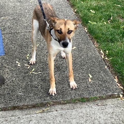 Enlarge Kelly, an adopted mixed breed in Manhasset, NY image 4/6