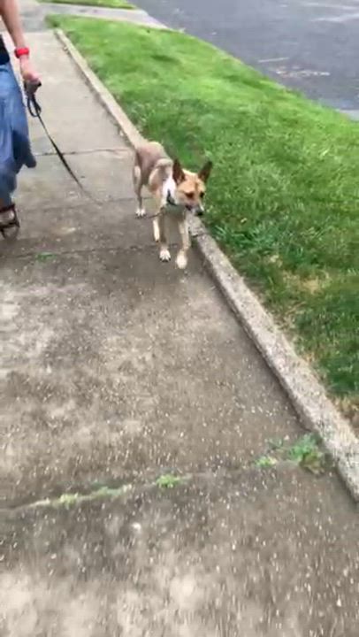 Enlarge Kelly, an adopted mixed breed in Manhasset, NY video 3/6