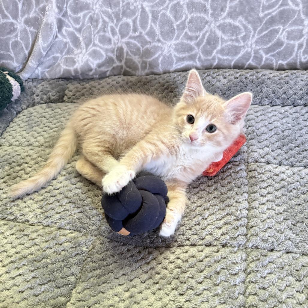 Duke, Adoptable, Kitten Male Domestic Short Hair.