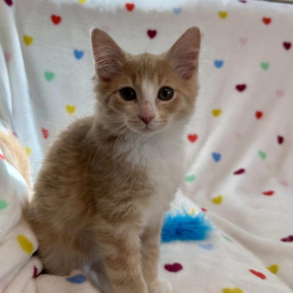 Duke, a Adoptable Domestic Short Hair in Richmond, VA image 2/6