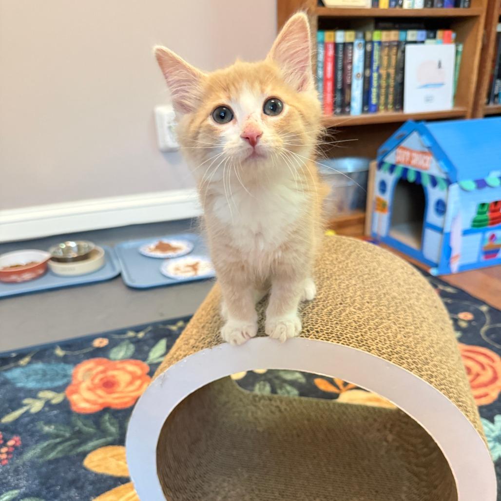 Duke, a Adoptable Domestic Short Hair in Richmond, VA image 3/6