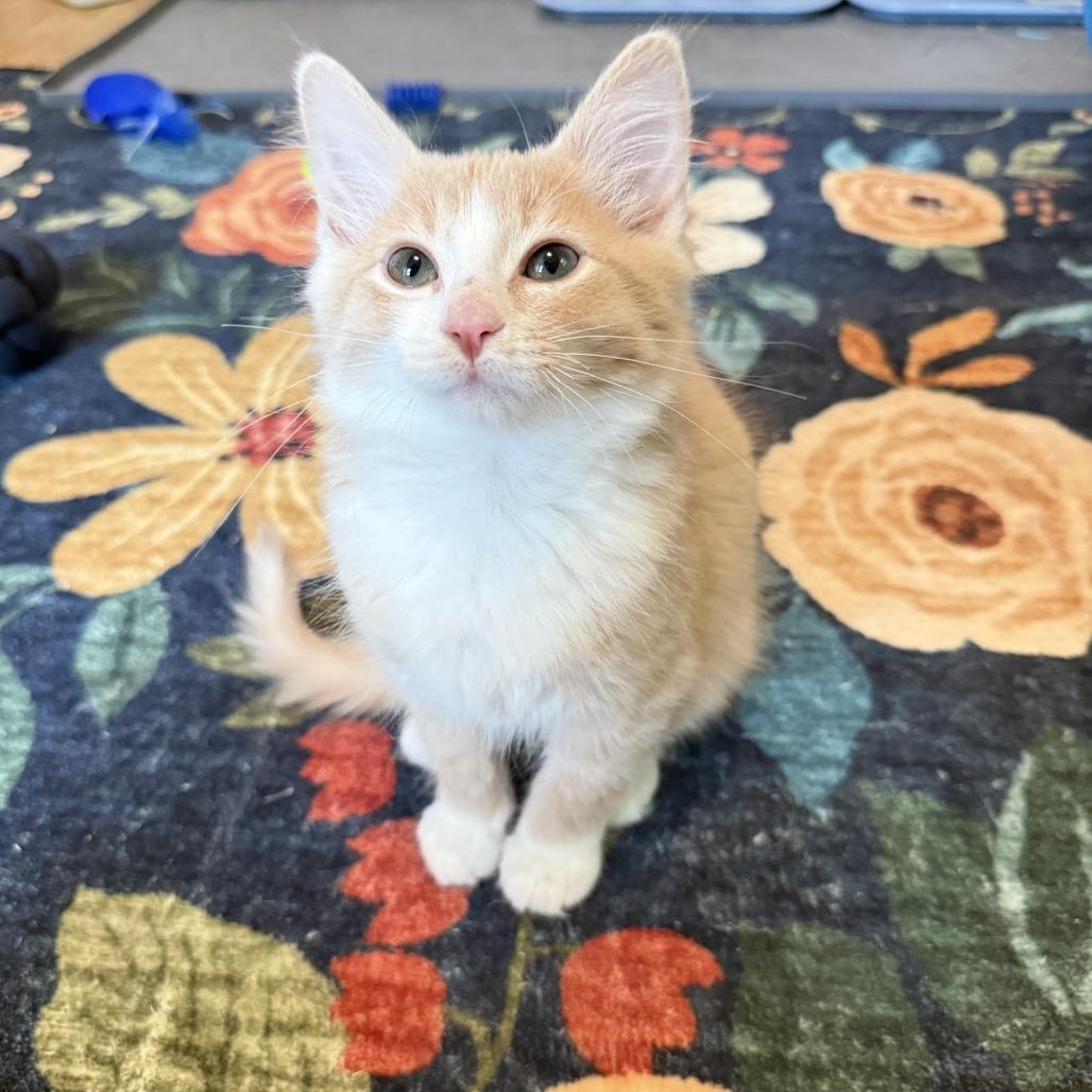 Duke, a Adoptable Domestic Short Hair in Richmond, VA image 4/6