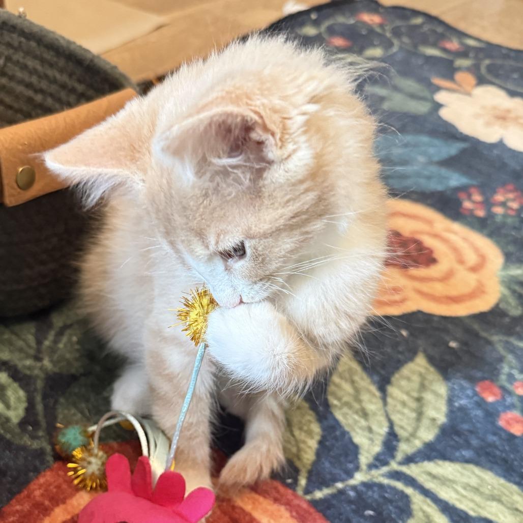 Duke, a Adoptable Domestic Short Hair in Richmond, VA image 5/6