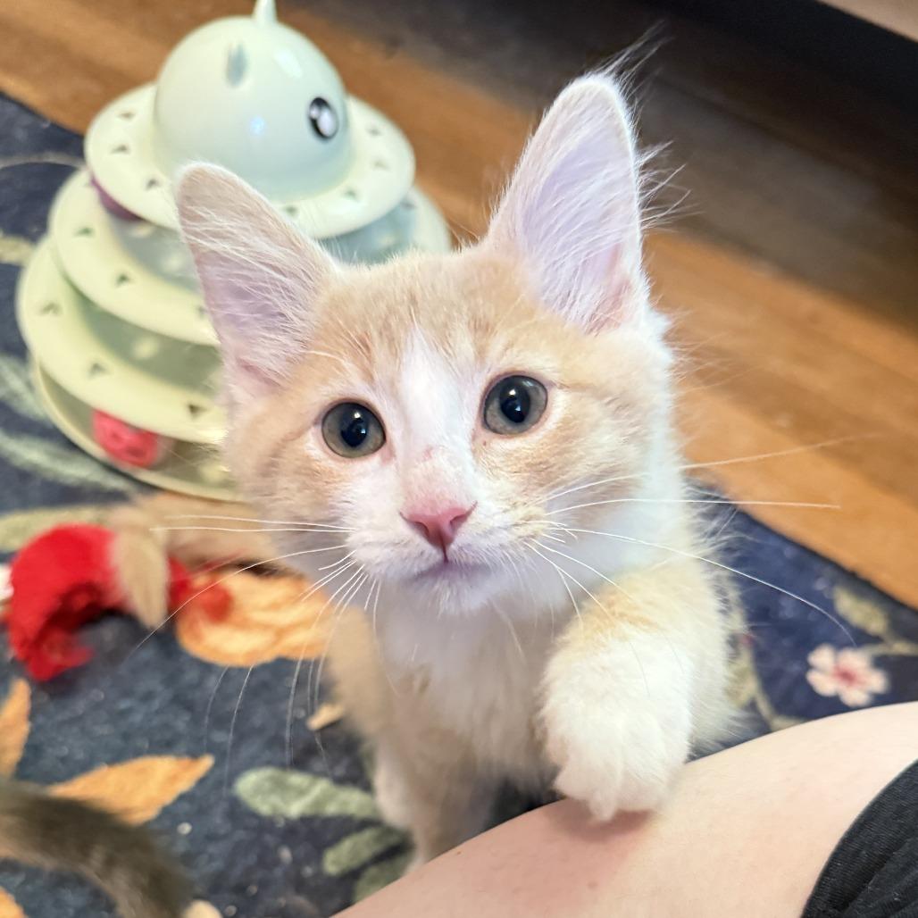 Duke, a Adoptable Domestic Short Hair in Richmond, VA image 6/6