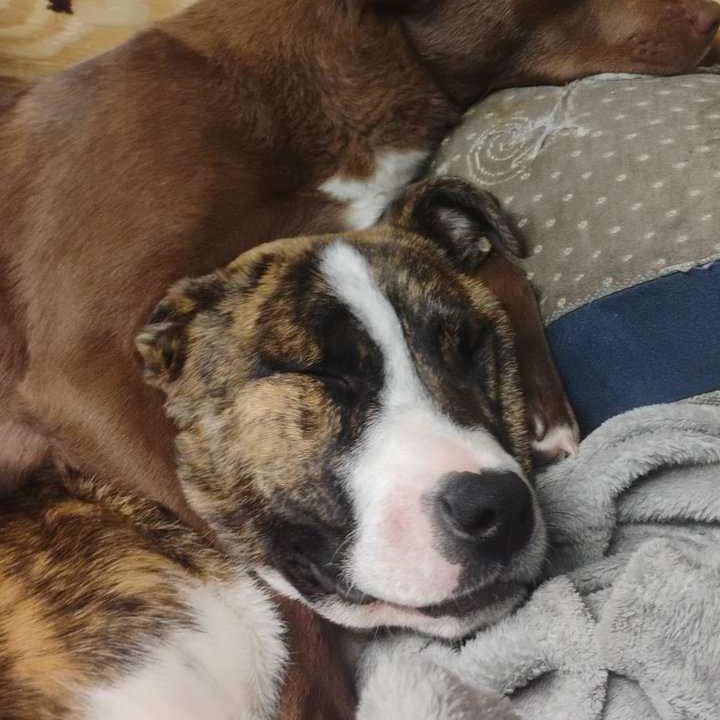 Chuck, Adoptable, Young Male Mixed Breed.