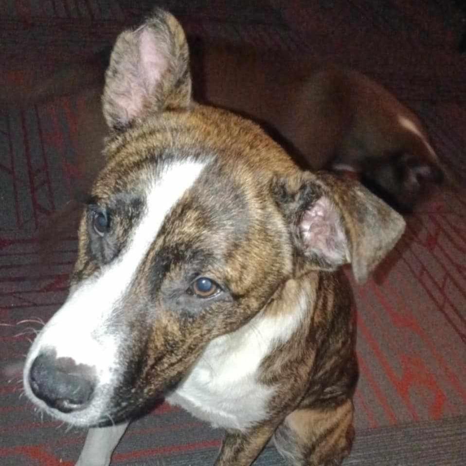 Enlarge Chuck, a Adoptable Mixed Breed in Rossville, GA image 1/2