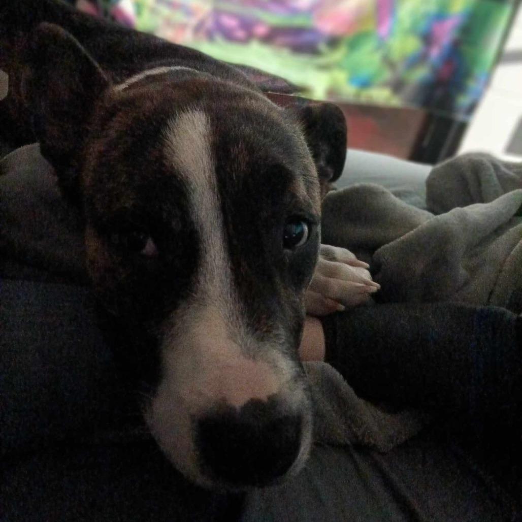 Enlarge Chuck, a Adoptable Mixed Breed in Rossville, GA image 2/2