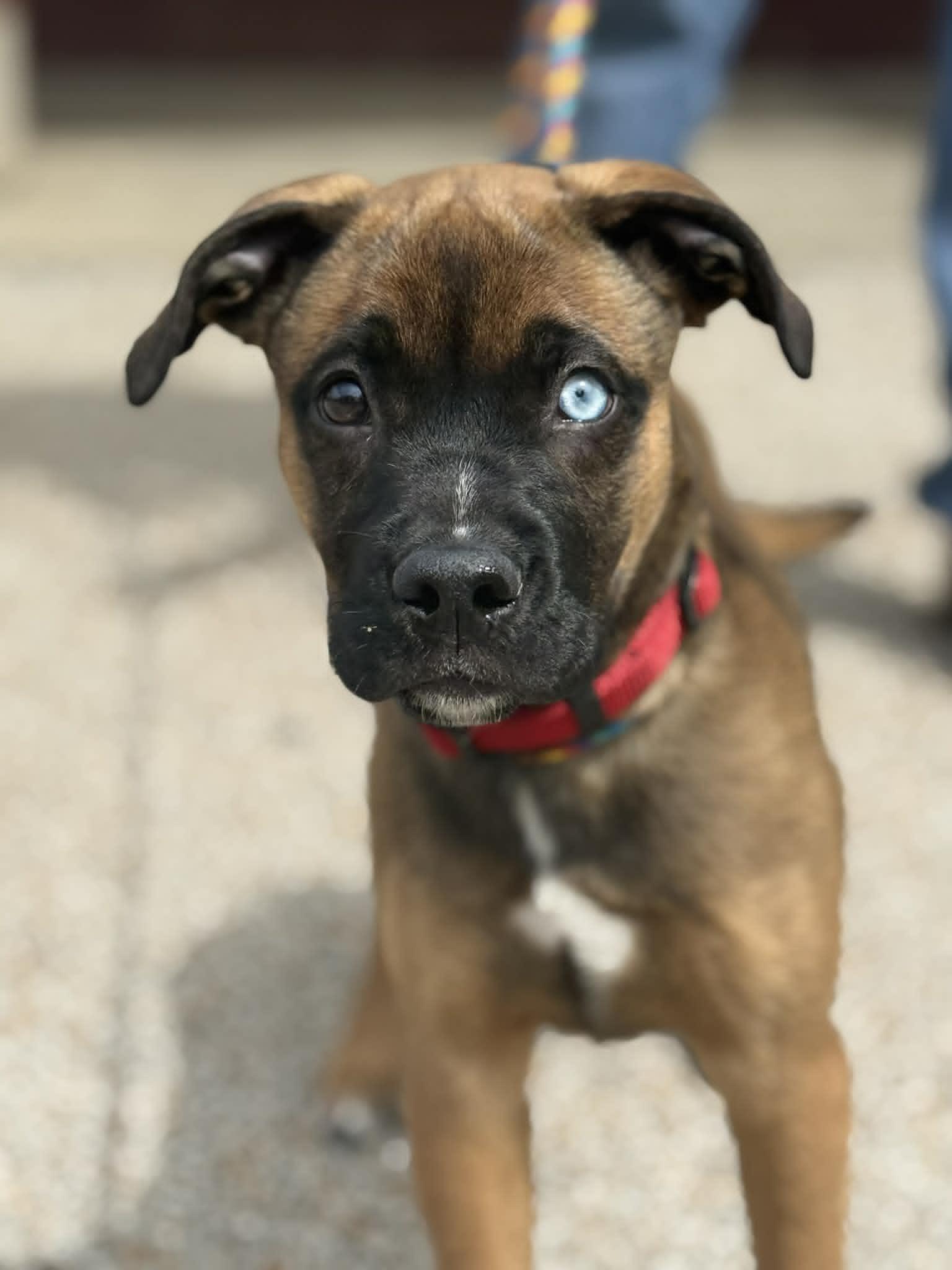 Anya (in a FOSTER home), a ADOPTABLE mixed breed in Springfield, IL image 3/3