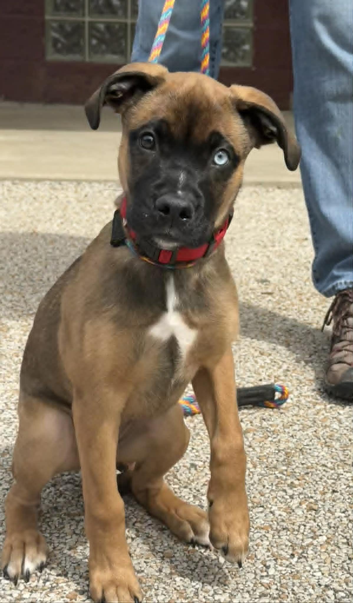 Anya (in a FOSTER home), a ADOPTABLE mixed breed in Springfield, IL image 1/3