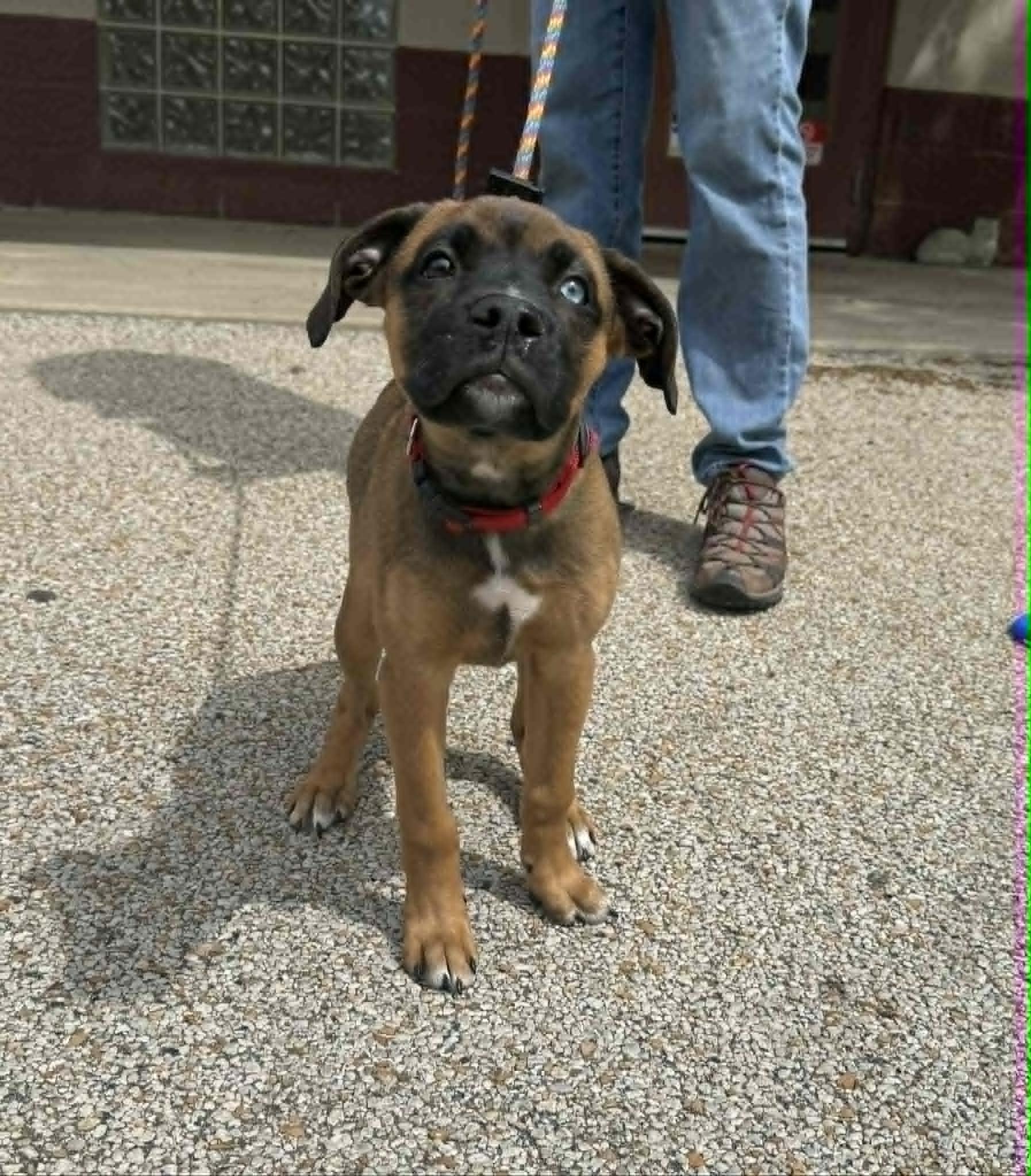 Anya (in a FOSTER home), a ADOPTABLE mixed breed in Springfield, IL image 2/3
