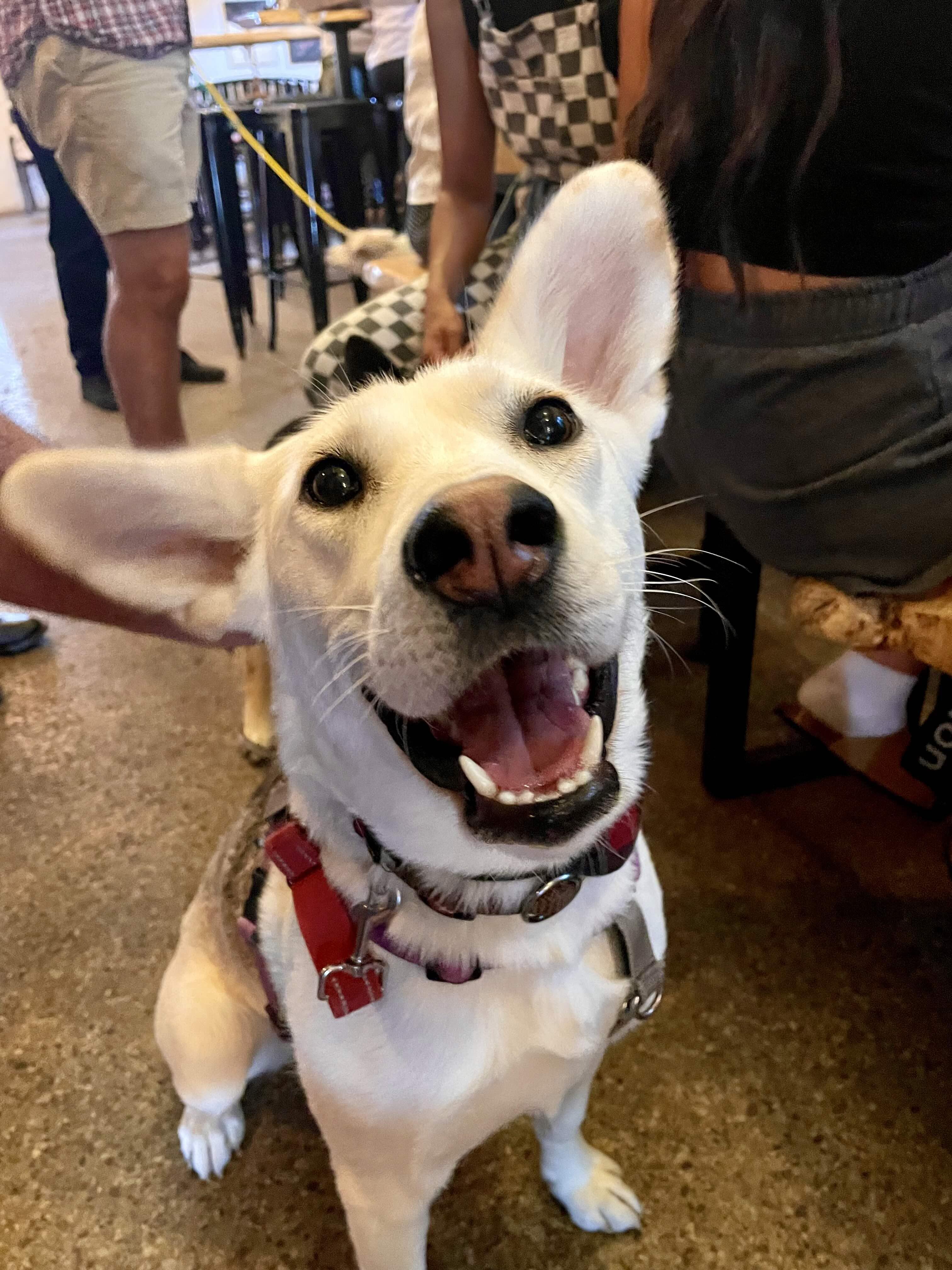 Enlarge Autumn, a Adoptable mixed breed in Toronto, ON image 3/6