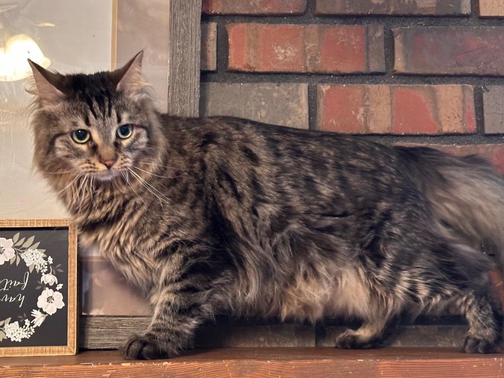George, Adoptable, Adult Male Maine Coon & Domestic Long Hair.