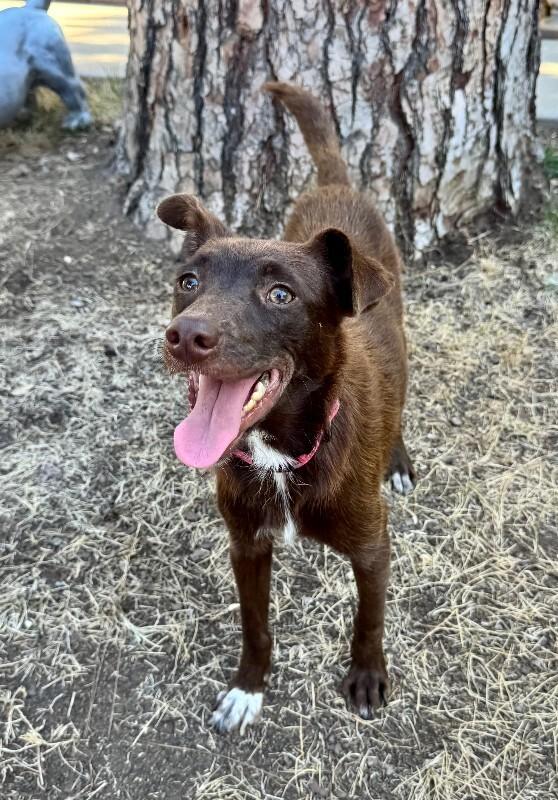 Kitty, Adoptable, Adult Female Australian Kelpie & Mixed Breed.