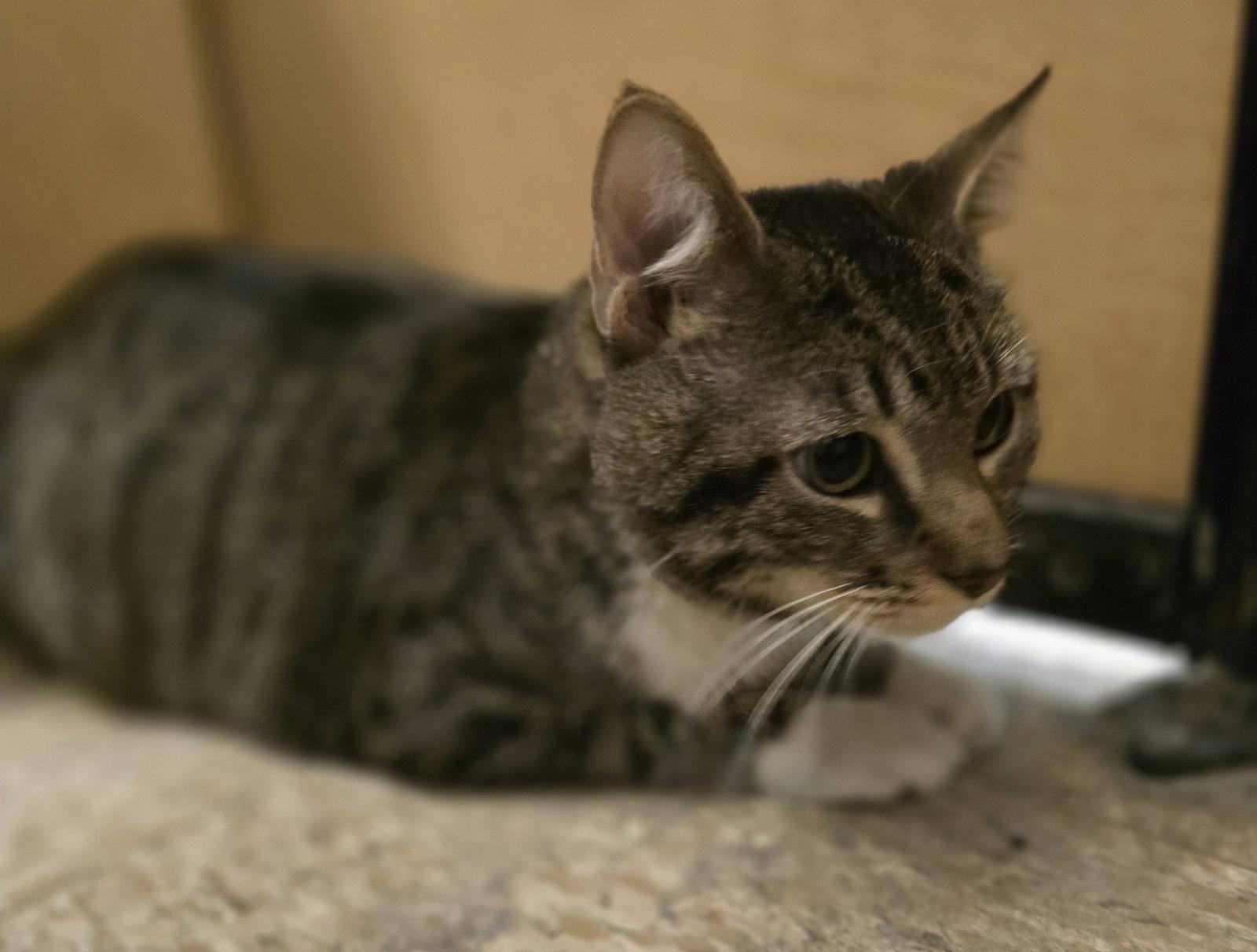 Blue, Adoptable, Adult Male Domestic Short Hair.