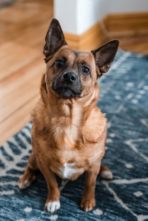 Enlarge Harriet, an adoptable mixed breed in Monticello, MN image 3/6