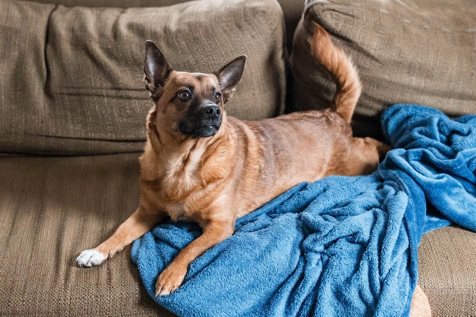 Enlarge Harriet, an adoptable mixed breed in Monticello, MN image 5/6