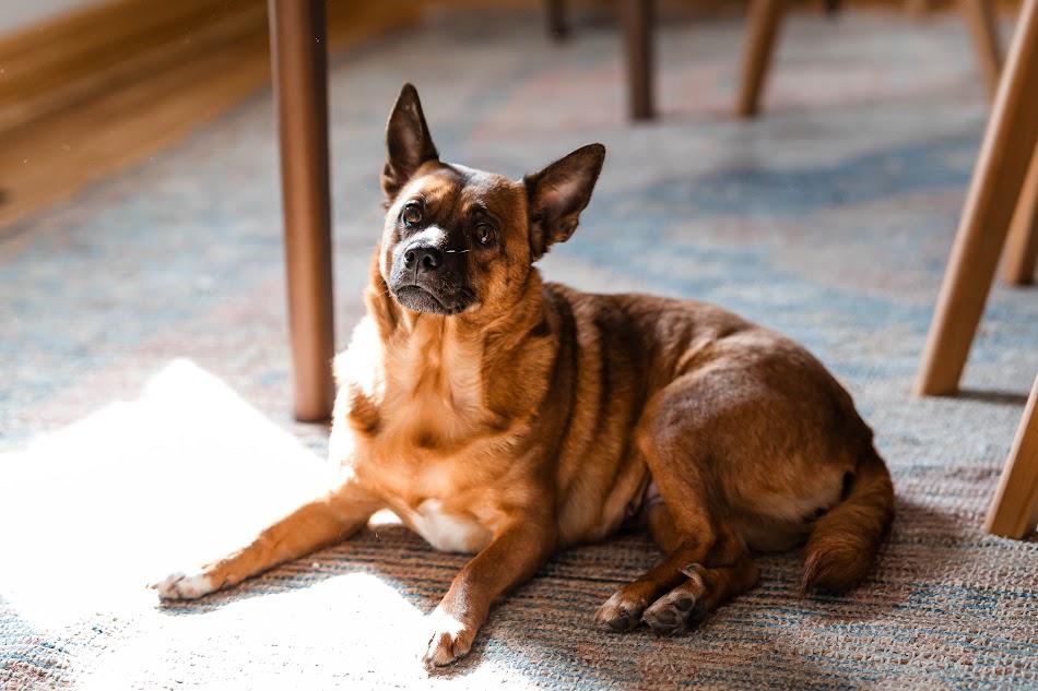 Enlarge Harriet, an adoptable mixed breed in Monticello, MN image 6/6