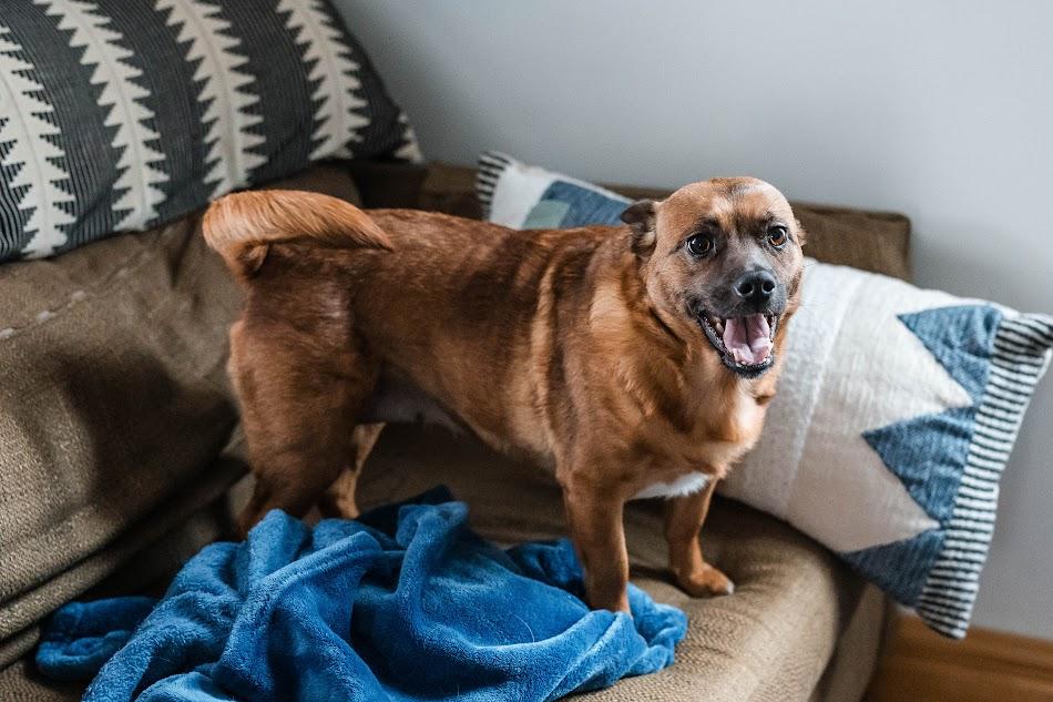 Enlarge Harriet, an adoptable mixed breed in Monticello, MN image 4/6