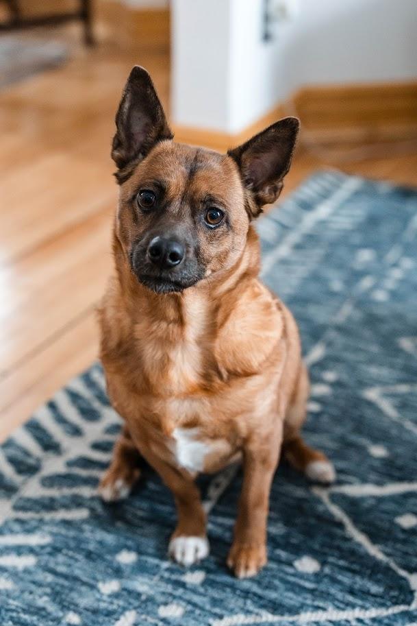 Enlarge Harriet, an adoptable mixed breed in Monticello, MN image 1/6