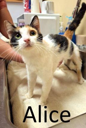 Alice, Adoptable, Adult Female Calico & Domestic Medium Hair.