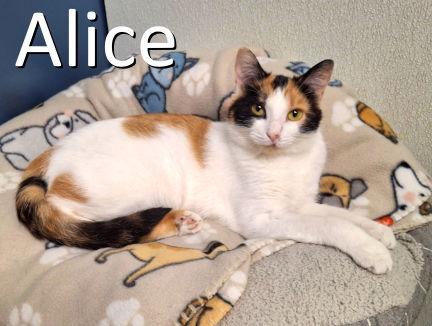 Enlarge Alice, a Adoptable mixed breed in Mountain View, AR image 2/3
