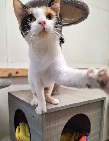 Enlarge Alice, a Adoptable mixed breed in Mountain View, AR image 3/3