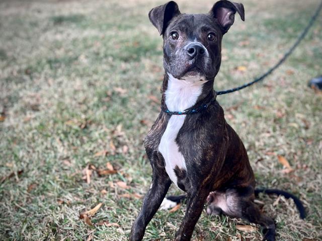 Enlarge TOMMY, a Adoptable mixed breed in Charlotte, NC image 1/1