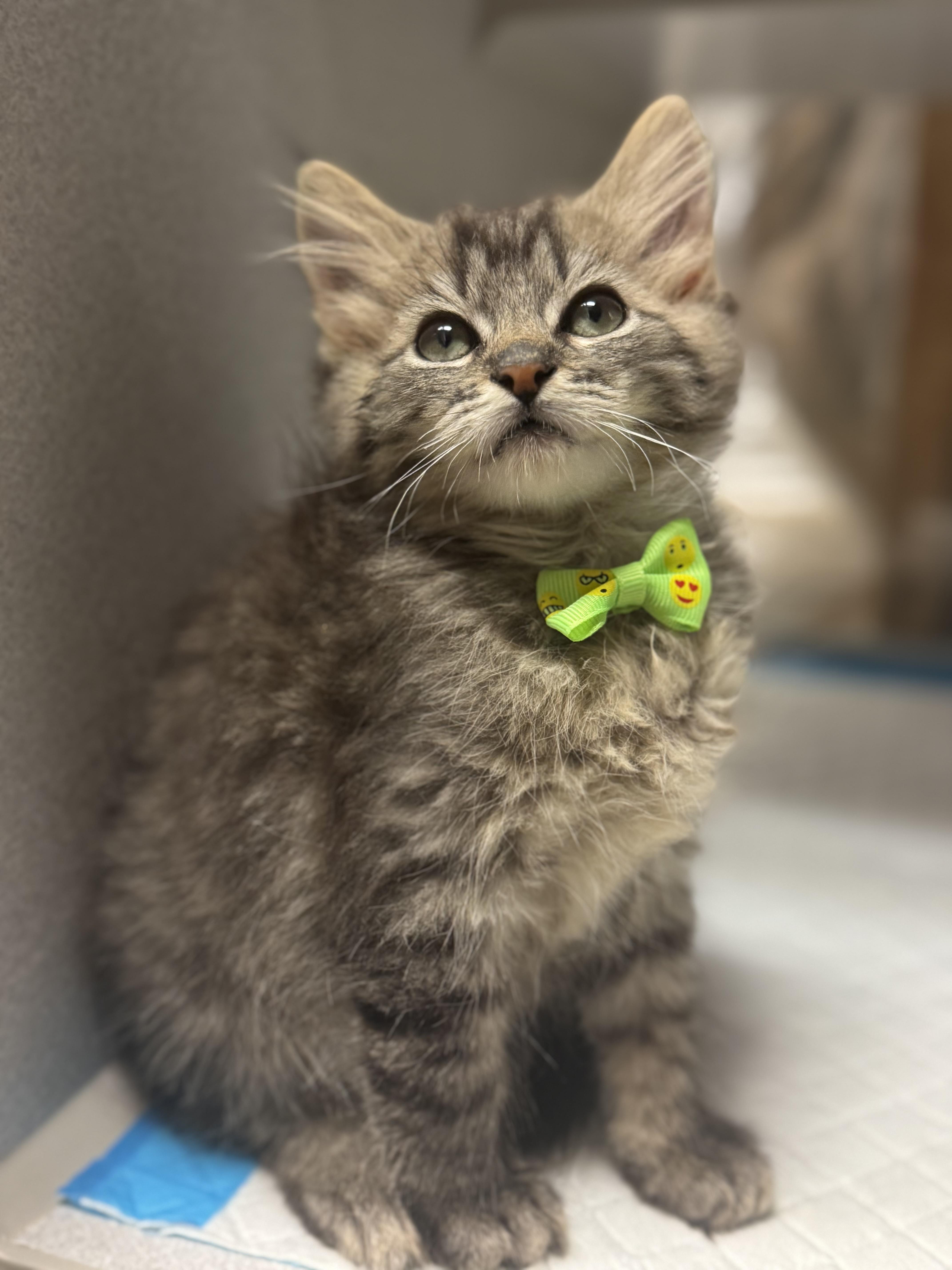 Tubby , adopted, Kitten Male Domestic Long Hair.