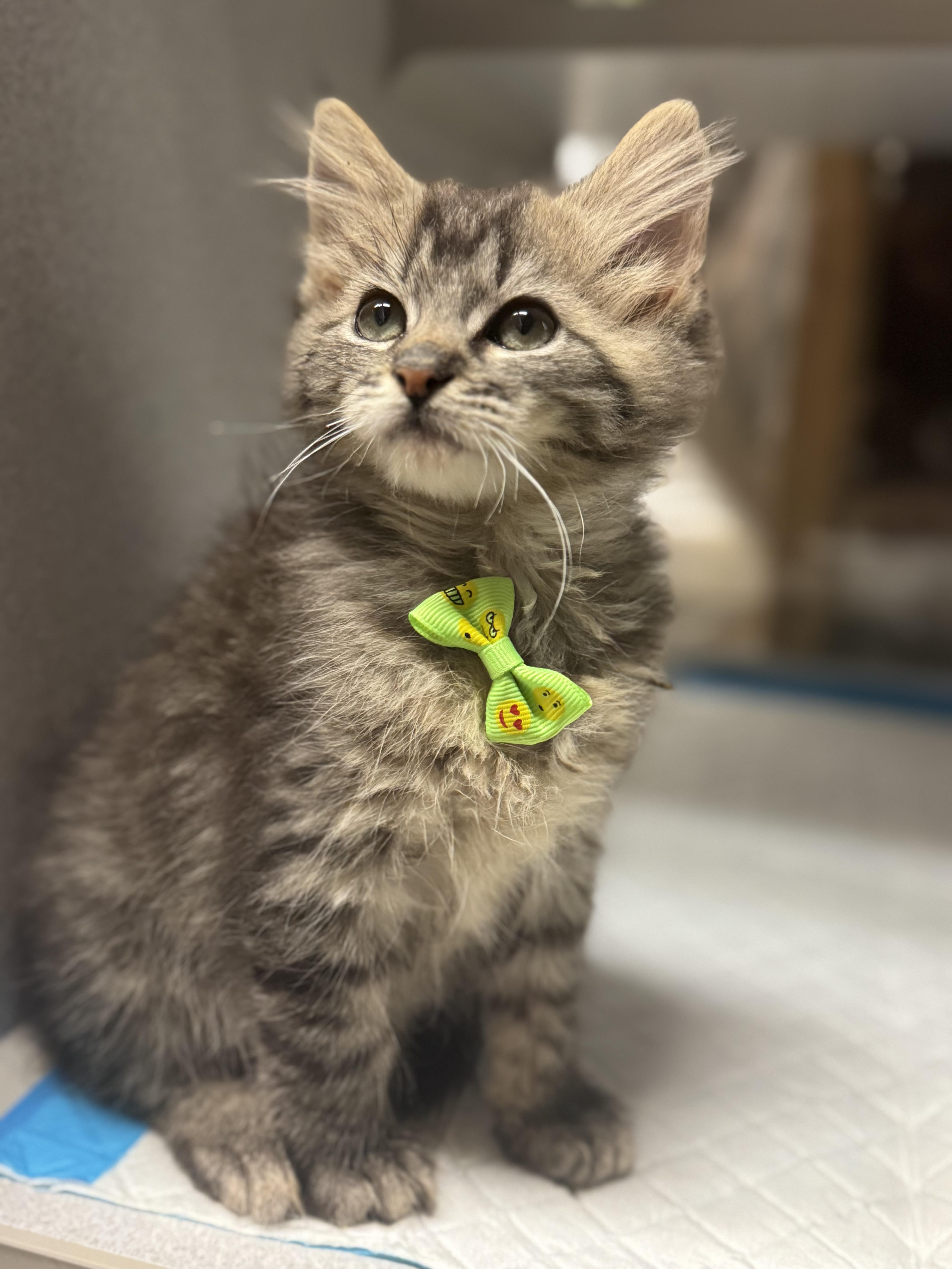Tubby , an adopted Domestic Long Hair in Fredericksburg, VA image 3/3