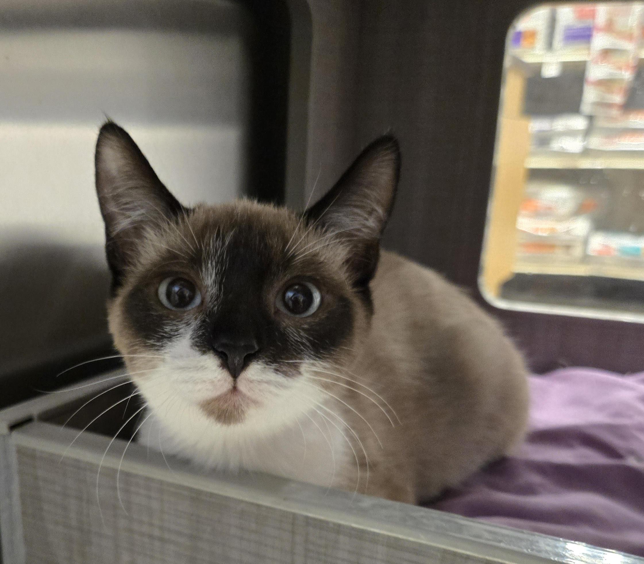 Enlarge Jan, an adopted Siamese in Fullerton, CA image 2/3