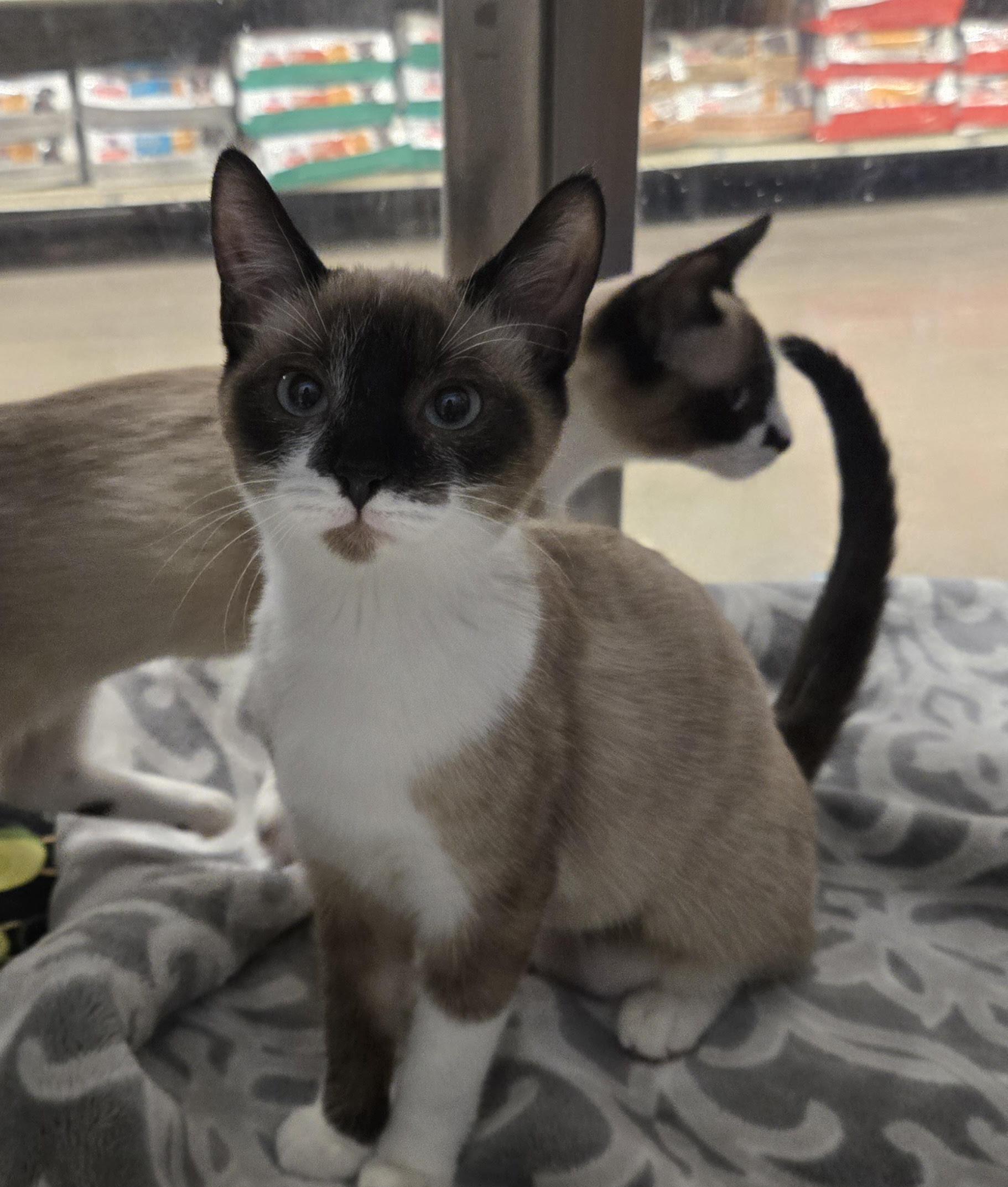 Jan, adopted, Kitten Female Siamese.