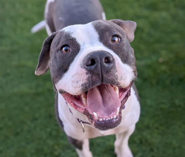 Enlarge BUMBLE BOO, a Adoptable mixed breed in Tucson, AZ image 1/1